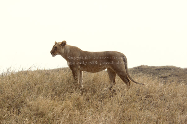 African lion, female Tanzania (East Africa)