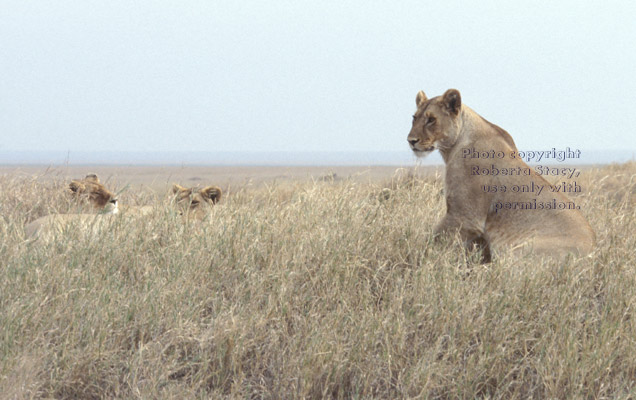 African lions Tanzania (East Africa)