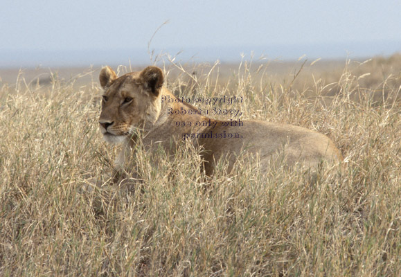 African lion, female Tanzania (East Africa)