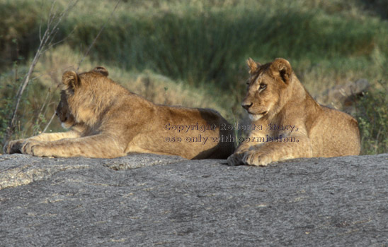 African lion cubs Tanzania (East Africa)