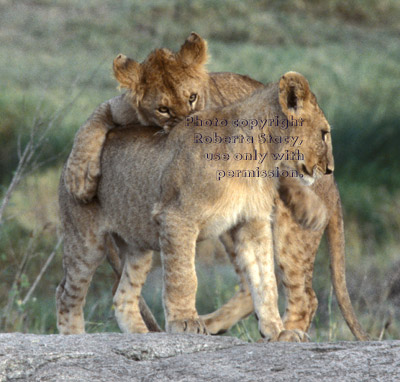 African lion cubs Tanzania (East Africa)