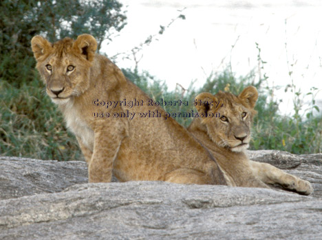 African lion cubs Tanzania (East Africa)