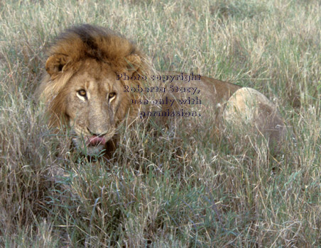 African lion, male Tanzania (East Africa)