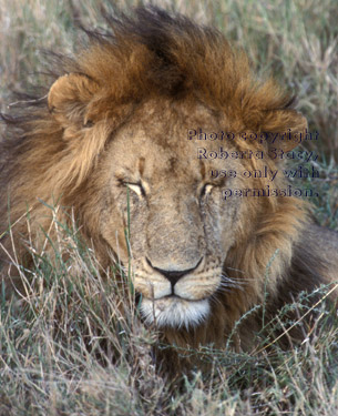 African lion,maale Tanzania (East Africa)