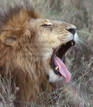 African lion, male Tanzania (East Africa)