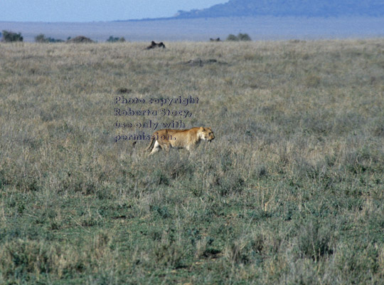 African lion walking Tanzania (East Africa)