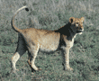 African lion standing Tanzania (East Africa)