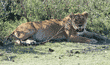 African lion Tanzania (East Africa)