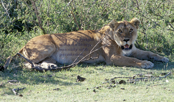 African lion Tanzania (East Africa)