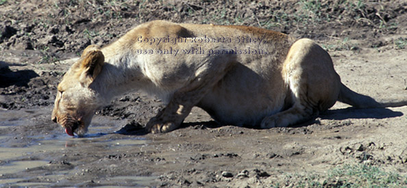 African lion drinking water