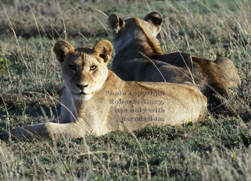 African lion cubs, back-to-back