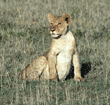 African lion cub sitting Tanzania (East Africa)