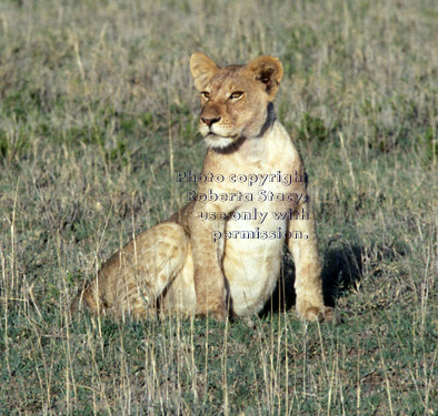 African lion cub sitting Tanzania (East Africa)