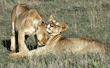 African lion cub greeting its littermate