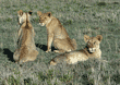 three African lion cubs Tanzania (East Africa)