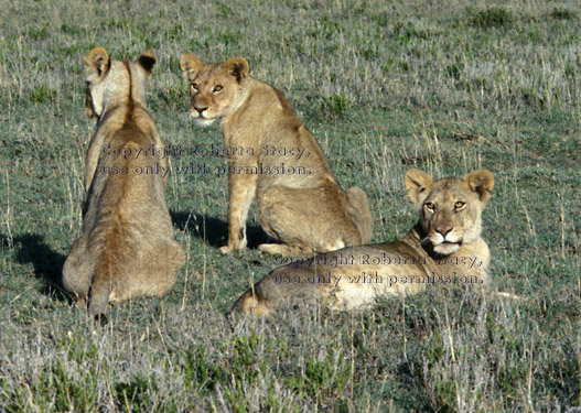 three African lion cubs Tanzania (East Africa)