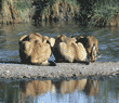 African lions drinking Tanzania (East Africa)