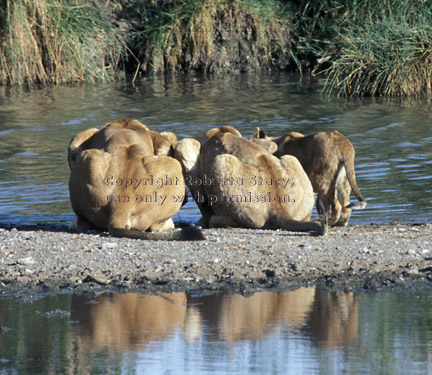 African lions drinking Tanzania (East Africa)