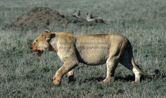 African lion after eating (hyenas are in background)