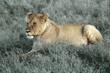 African lion lying down in grass