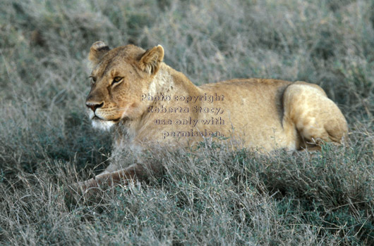 African lion lying down in grass