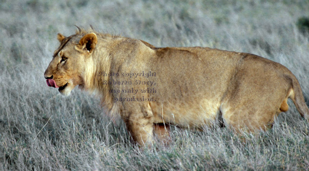 African lion with tongue touching nose