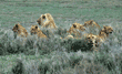 group of African lions lying in tall grass