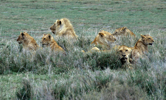 group of African lions lying in tall grass