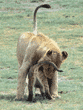 African lion cub greeting adult, 1st in series of 3 photos