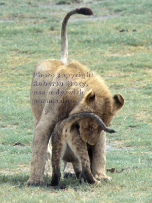 African lion cub greeting adult, 1st in series of 3 photos