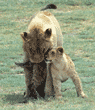 African lion cub greeting adult, 2nd in series of 3 photos