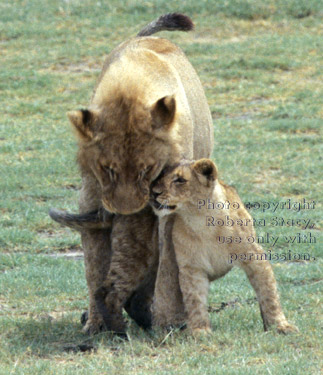 African lion cub greeting adult, 2nd in series of 3 photos