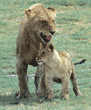 African lion cub greeting adult, 3rd in series of 3 photos