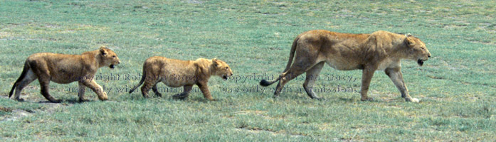 African lion followed by two cubs