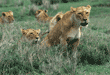 group of five African lions in grass