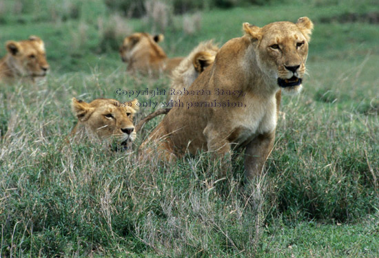 group of five African lions in grass