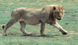 male African lion walking