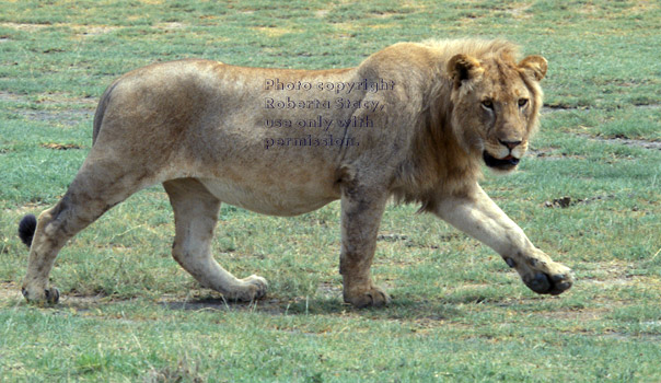 male African lion walking