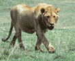 African lion walking Tanzania (East Africa)