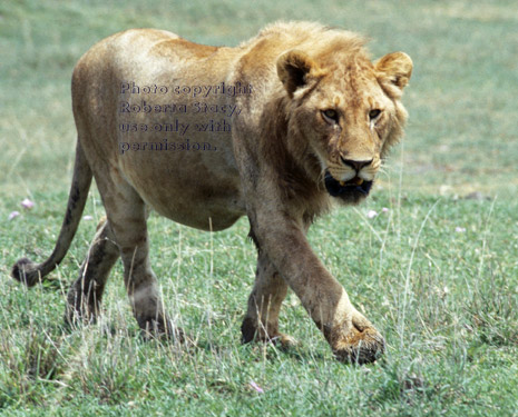 African lion walking Tanzania (East Africa)