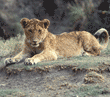 African lion cub lying down Tanzania (East Africa)