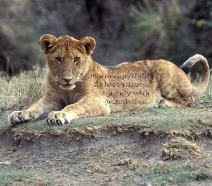 African lion cub lying down Tanzania (East Africa)