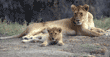 African lion mother and cub lying down