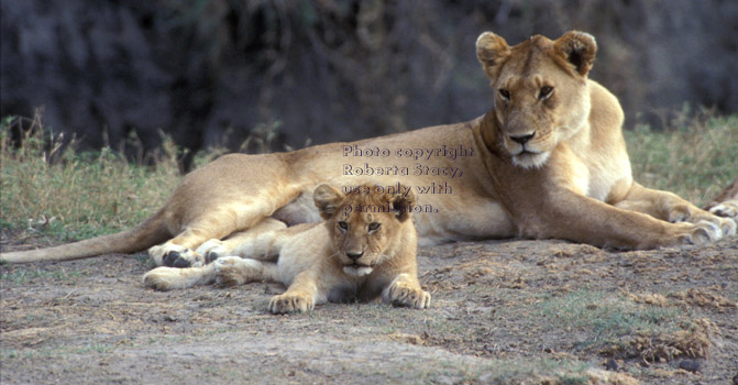 African lion mother and cub lying down