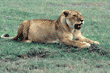 adult African lion lying down Tanzania (East Africa)