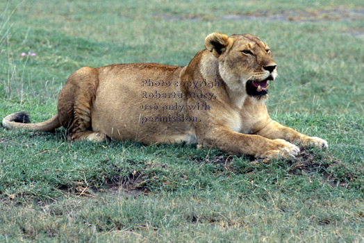 adult African lion lying down Tanzania (East Africa)