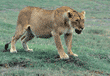 adult African lion standing with open mouth