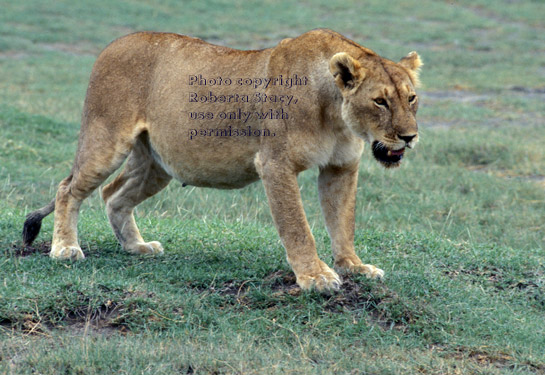 adult African lion standing with open mouth