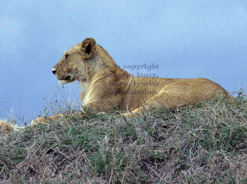 African lion Tanzania (East Africa)