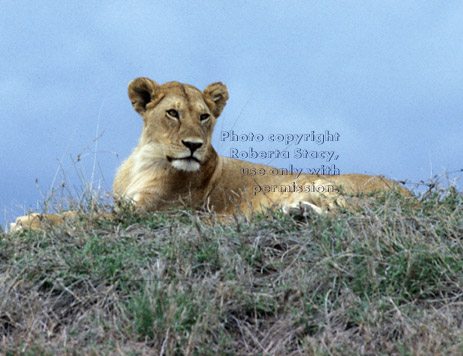 African lion Tanzania (East Africa)